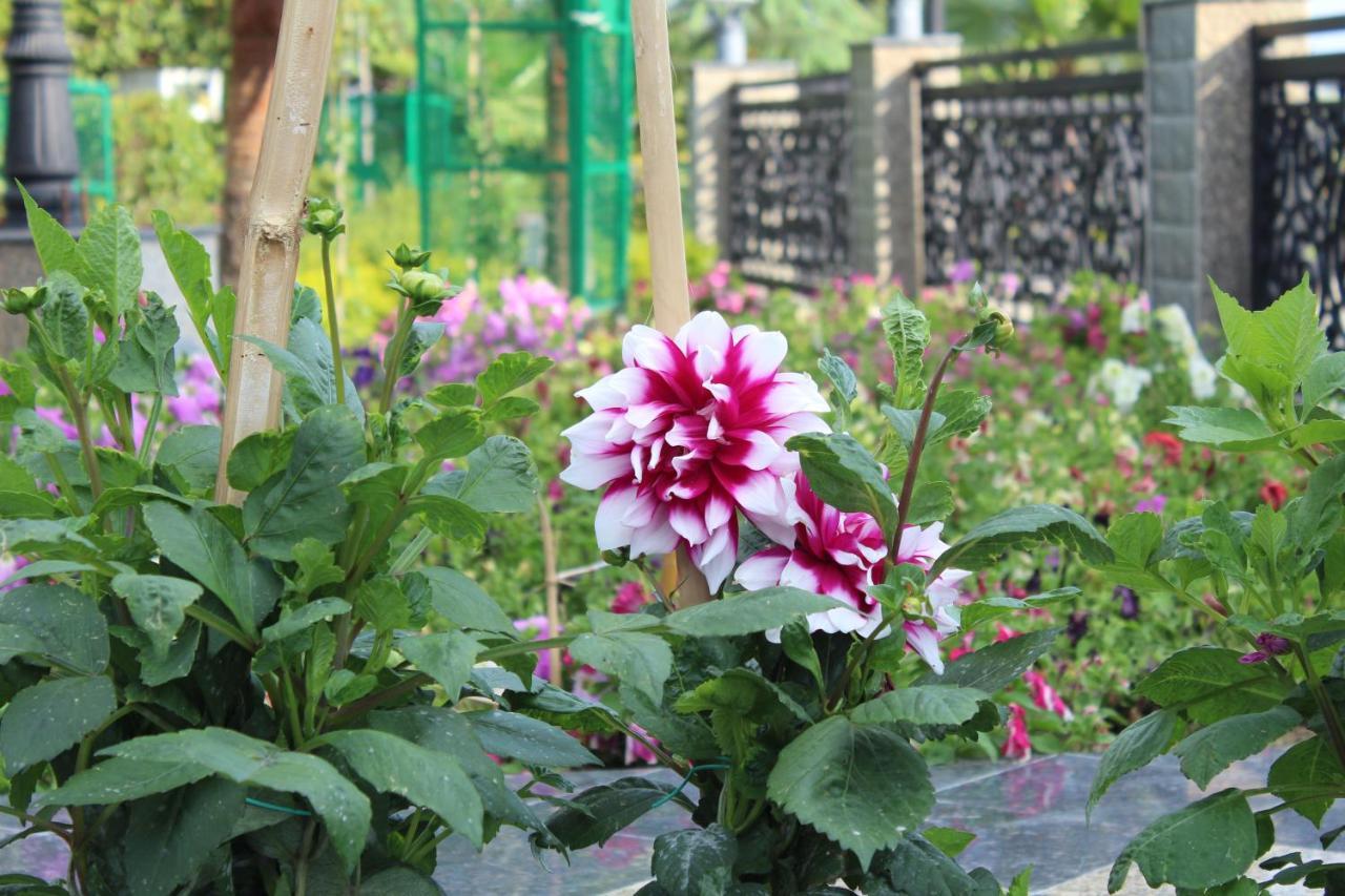Dhauladhar Heights Resort 达兰萨拉 外观 照片